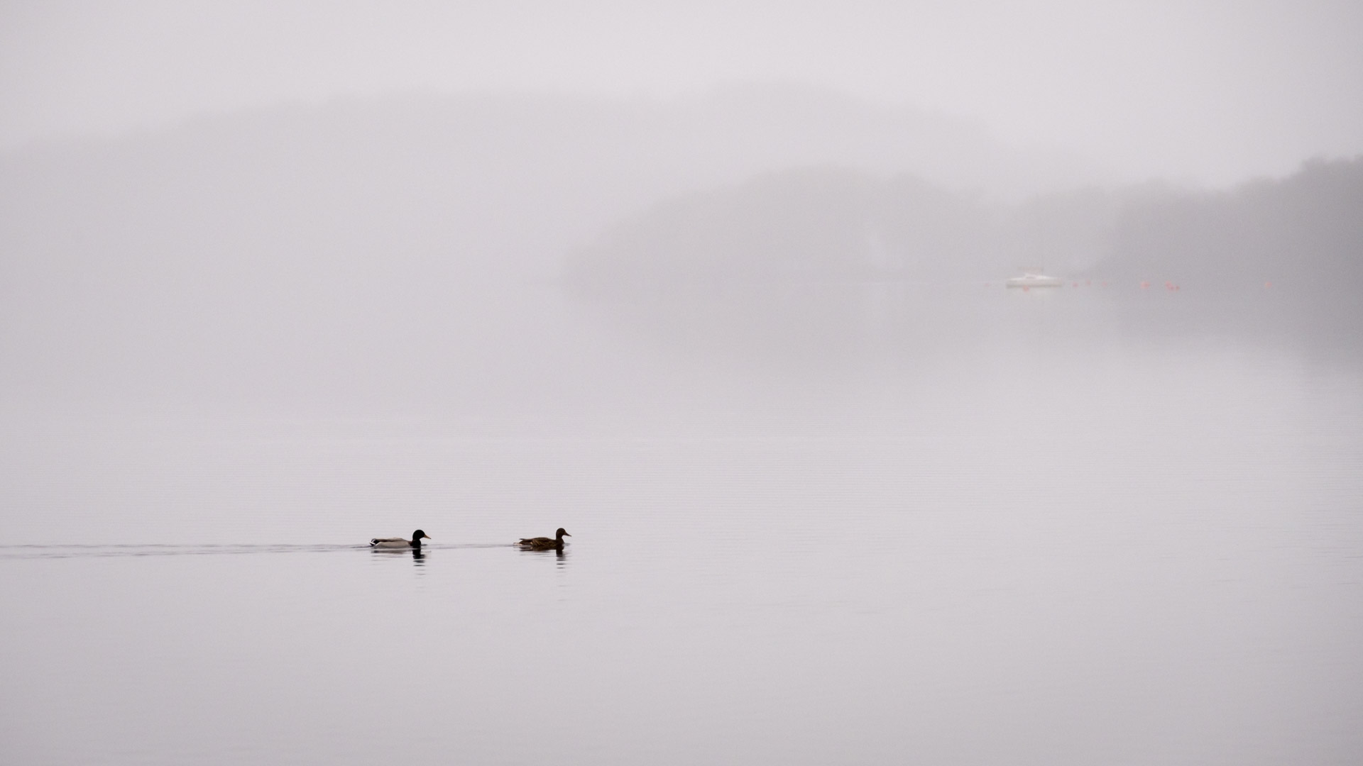 8.11.2021 - Milarrochy Bay, Loch Lomond - Solitude