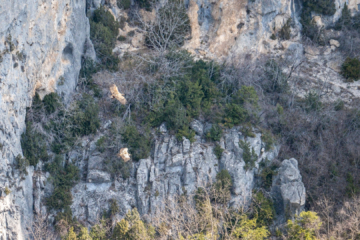 21.3.2022 - Gorges du Verdon. Rive droite. Gänsegeier