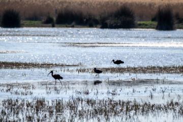 23.3.2022 - Marais du Vigueirat, Ibis