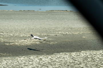 24.3.2022 - Salins de Midi ... der Flamingo verfolgte uns :-)