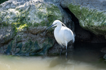 25.3.2022 - Radtour Stes Maries de la Mer, Seidenreiher