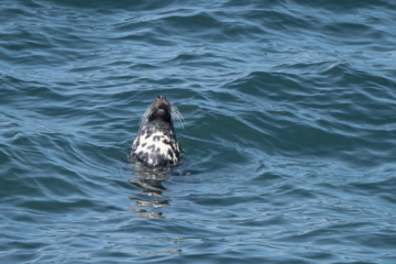 27.6.2022 - Wanderung St Ives - Zennor, Grey Seal / Kegelrobbe