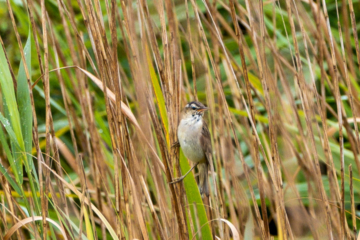 29.6.2022 - RSPB Marazion Marsh, Sedge Warbler / Schilfrohrsänger