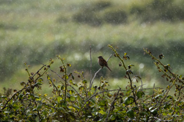 29.6.2022 - RSPB Marazion Marsh, Stonechat / Schwarzkehlchen