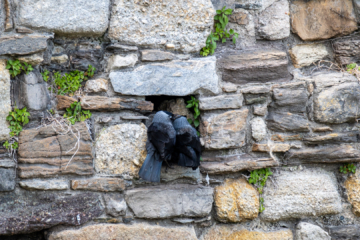 16.6.2022 - Beaumaris Castle, Jackdaw, Dohle