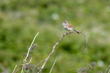 17.6.2022 - Wanderung South Stack, Whitethroat / Dorngrasmücke