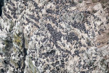 17.6.2022 - Wanderung South Stack, Guillemot / Trottellumme