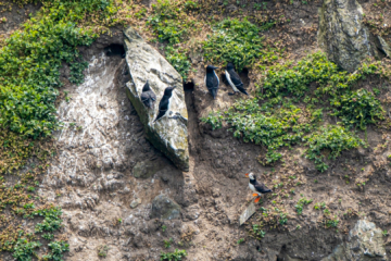 17.6.2022 - Wanderung South Stack, Razorbill / Tordalk und Puffin / Papageientaucher