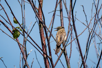 21.6.2022 - RSPB Ynys-hir, (Great) Reed Warbler / Drosselrohrsänger