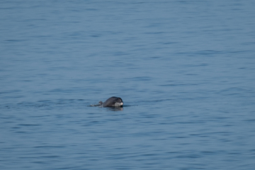 22.6.2022 - Aberystwyth, Bottlenose Dolphin / Großer Tümmler