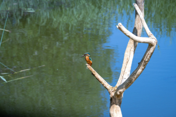 22.6.2022 - Wanderung Welsh Wildlife Center, Kingfisher / Eisvogel