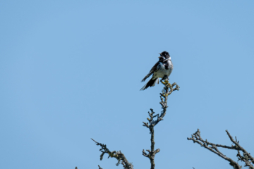 22.6.2022 - Wanderung Welsh Wildlife Center, Common Reedbunting / Rohrammer