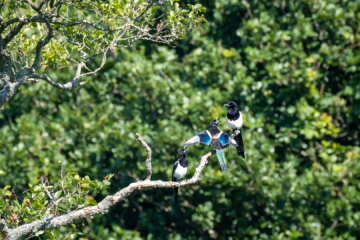 22.6.2022 - Wanderung Welsh Wildlife Center, Magpie / Elster mit Jungen