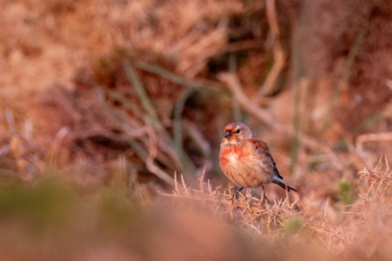 23.6.2022 - Strumble Head, Redpoll / Birkenzeisig