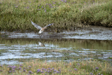 2.7.2022 - RSPB Arne, Curlew / Brachvogel