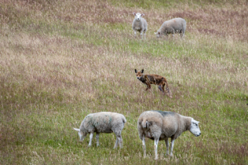 2.7.2022 - RSPB Arne, Red Fox / Rotfuchs