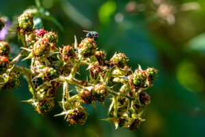 13.8.2022 - Abbenroth, Schmeißfliege auf Brombeere