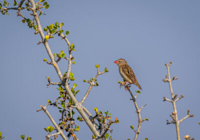 31.8.2022 - Old Bridge, Maun, Red-billed Quelea