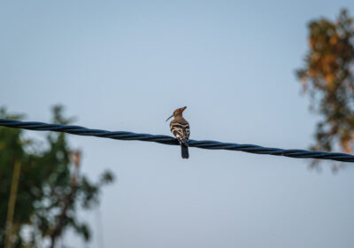 31.8.2022 - Old Bridge, Maun, African Hoopoe