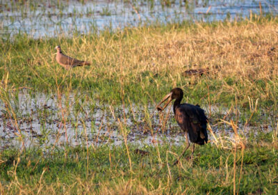 31.8.2022 - Old Bridge, Maun, Open-billed Stork (Klaffschnabel)