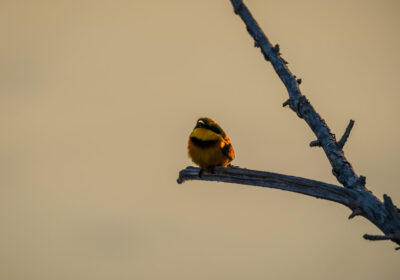 31.8.2022 - Old Bridge, Maun, Little Bee-eater