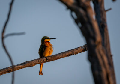 31.8.2022 - Old Bridge, Maun, Little Bee-eater