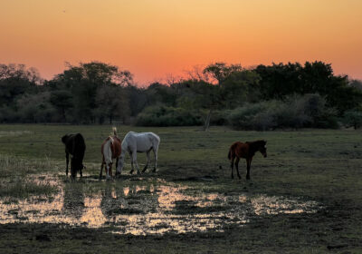 31.8.2022 - Old Bridge, Maun