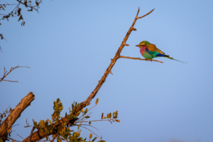 2.9.2022 - Kayak Tag 2, Morning Walk, Lilac-breasted Roller (Gabelracke)