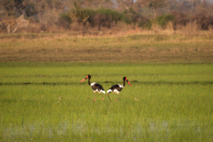 2.9.2022 - Kayak Tag 2, Morning Walk, Saddle-billed Stork (Sattelstorch)