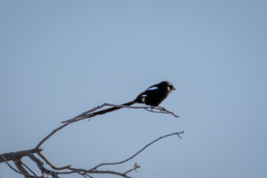 2.9.2022 - Kayak Tag 2, Morning Walk, Magpie Shrike (m) (Elsterwürger)