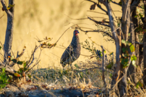 3.9.2022 - Kayak Tag 3, Morning Walk - Swainson&#039;s Spurfowl (Swainsonfrankolin)