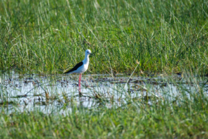 3.9.2022 - Kayak Tag 3, Morning Walk, Black-winged Stilt