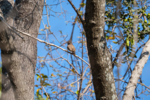 3.9.2022 - Kayak Camp 3, Red-eyed Bulbul