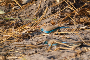 3.9.2022 - Kayak Camp 3, Blue Waxbill (Angola-Schmetterlingsfink)