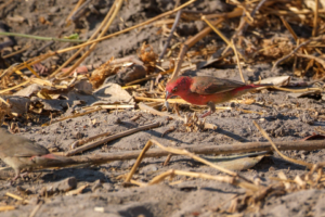 3.9.2022 - Kayak Camp 3, Red-billed Firefinch (Senegalamarand)