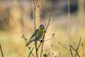 3.9.2022 - Kayak Camp 3, Southern Masked Weaver (f) (Maskenweber)