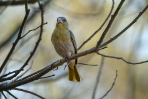 3.9.2022 - Kayak Camp 3, Southern Masked Weaver (f)