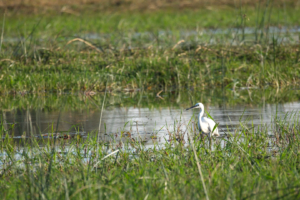 3.9.2022 - Kayak Tag 3, Afternoon Walk, Little Egret (Seidenreiher)