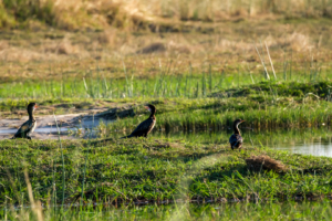 3.9.2022 - Kayak Tag 3, Afternoon Walk, Reed Cormorant / Long-tailed Cormorant (Riedscharbe)