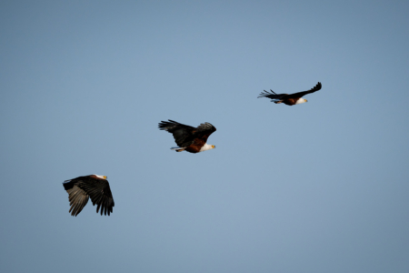 3.9.2022 - Kayak Tag 3, Afternoon Walk, African Fish Eagle