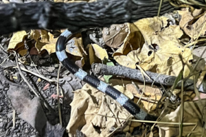 3.9.2022 - Kayak Camp 3, Half-banded Garter Snake