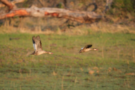 4.9.2022 - Kayak Tag 4, Morning Walk, Red-billed Teal (Rotschnabelente)