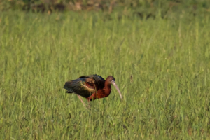 4.9.2022 - Kayak Tag 4, Morning Walk, Glossy Ibis (Brauner Sichler)