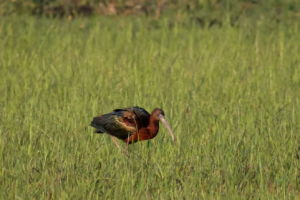 4.9.2022 - Kayak Tag 4, Morning Walk, Glossy Ibis (Brauner Sichler)