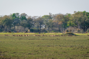 4.9.2022 - Kayak Tag 4, Morning Walk, Impala & Tsessebe