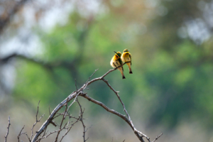 4.9.2022 - Kayak Tag 4, Wild Dog Pirsch, Little Bee-eater (Zwergspint)