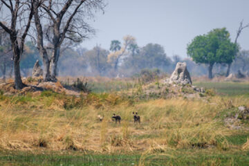 4.9.2022 - Kayak Tag 4, Wild Dog Entdeckung, weit entfernt und unscharf