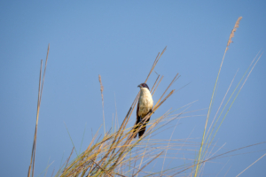 4.9.2022 - Kayak Tag 4, Coppery-tailed Coucal