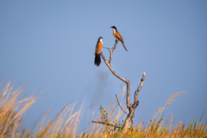 4.9.2022 - Kayak Tag 4, Coppery-tailed Coucal (Kupferschwanzkuckuck)