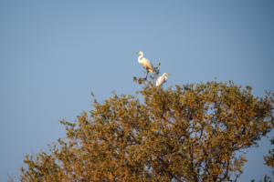 4.9.2022 - Kayak Tag 4, Intermediate / Yellow Billed Egret (Mittelreiher)